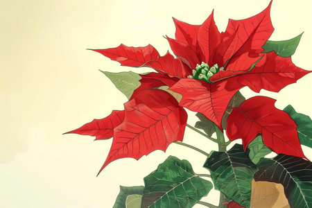 poinsettia on a white background with space for your textの素材