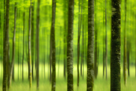 birch forest in springtime - abstract photo with soft focusの素材