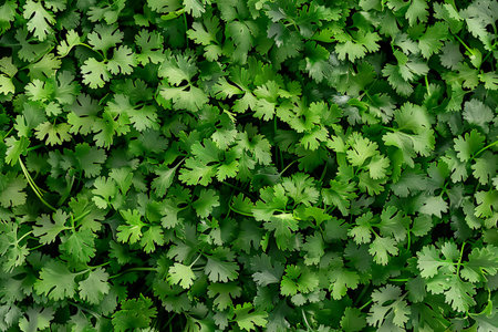 Coriander leaves background. Green coriander leaves texture.の素材