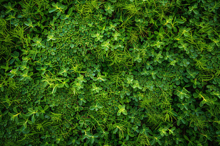 Green leaves background. Natural green leaf wall texture. Green leaf background.の素材
