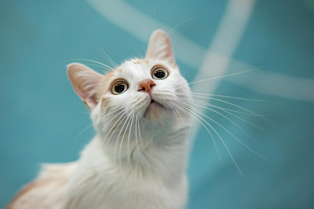 Cute white cat with big eyes looking up on blue background.の素材