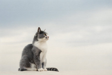 Gray cat sitting on the sand. White background, space for text.の素材