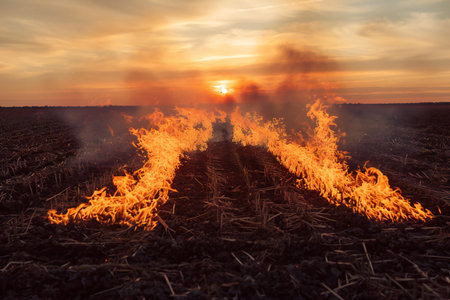 Burning straw stubble in the field at sunset, natural disasterの素材