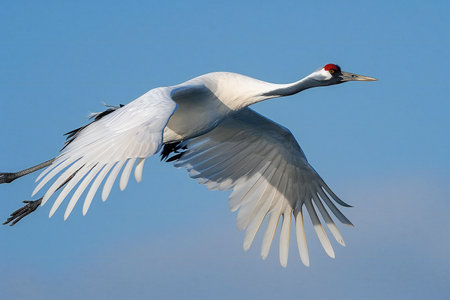 Japanese crane, Grus japonensis, single bird in flight, Japanの素材