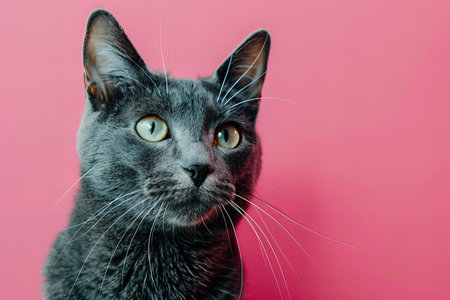 Portrait of a gray cat on a pink background, high quality, high resolutionの素材