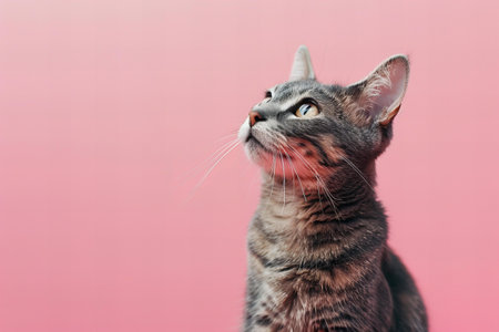 Portrait of a gray cat on a pink background, high quality, high resolutionの素材