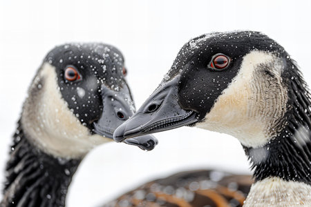 Digital image of close-up portrait of two funny geese and a duck isolated on a white background, in a studio shot, with high detail and sharp focusの素材