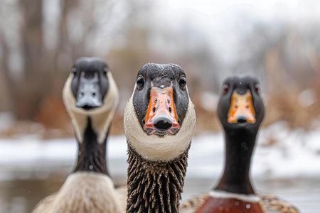 Close up of two funny geese and a duck facing the camera looking isolated on a white background with a clipping path,の素材