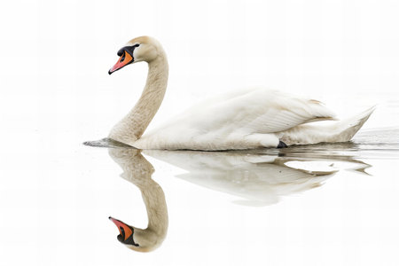 Photo of a swan swimming on water with a white background, isolated with a clear view and reflection in the water, side profile view with no shadows, high resolution photography.の素材