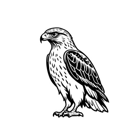 Featuring Hawk icon in simple line art styleのイラスト素材