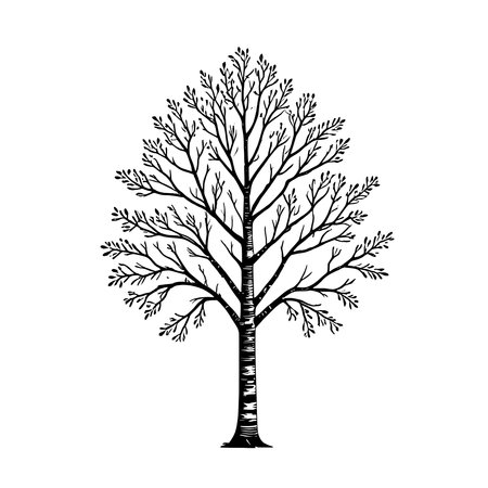Simple line art birch tree icon, isolated on white background.のイラスト素材