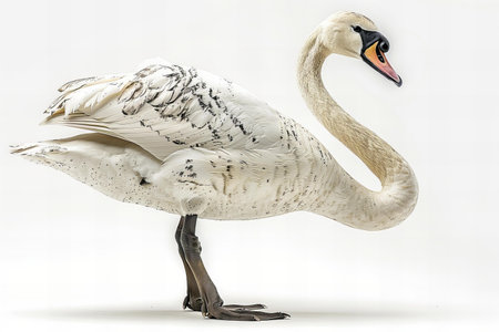 White swan isolated on white background. 3D illustration. Studio shot.の写真素材