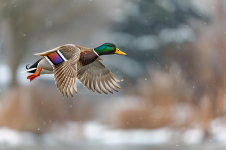 Mallard Duck (Anas platyrhynchos) in flightの写真素材
