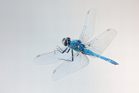 Blue dragonfly isolated on a white background. Close-up.の写真素材