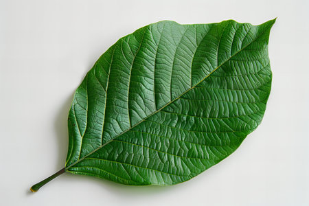 Green leaf isolated on white background with clipping path and copy space.