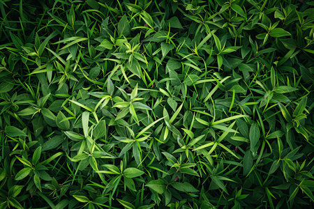 Green grass texture background, top view. Nature green leaf background.