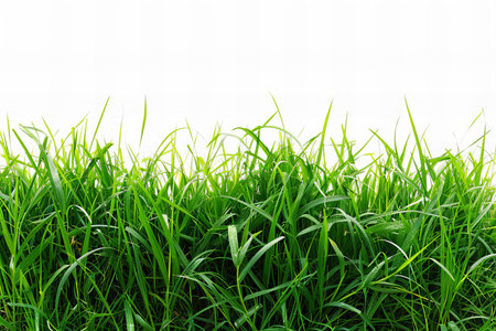 green grass isolated on white background with clipping path and copy space.