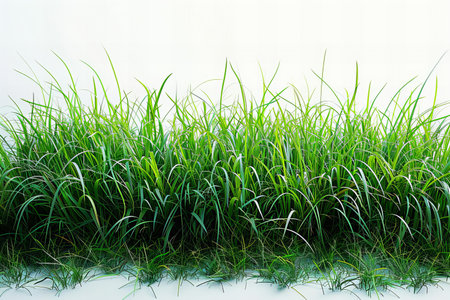 Green grass on white background with copy space for text or image.の写真素材