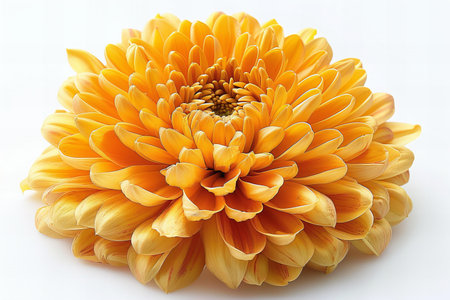 Yellow chrysanthemum isolated on white background. Close up.の写真素材