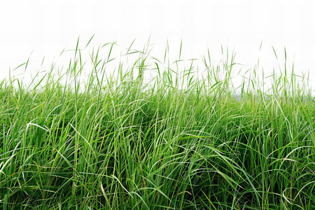 Green grass isolated on white background with copy space for your text.の写真素材