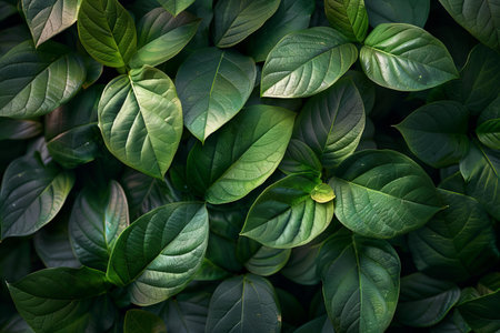 Green leaves background. Green leaves texture. Green leaves pattern background.の写真素材