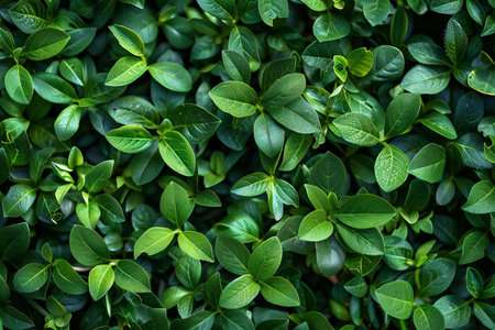 Green leaves background. Natural pattern of green leaves, top view.