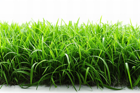 Green grass isolated on white background. Closeup of fresh spring grassの写真素材
