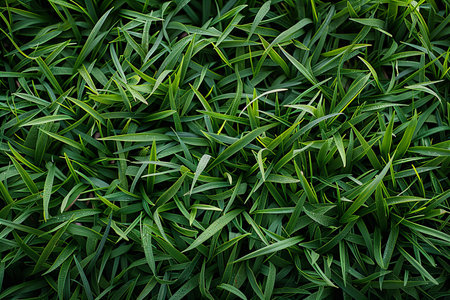 Green grass texture for background. Top view of green grass texture.の写真素材