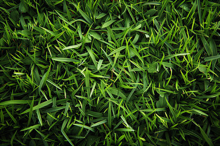 Green grass texture background. Top view of fresh spring green grass.の写真素材