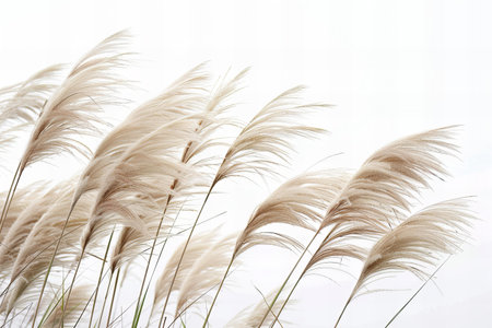 Pampas grass on white background with copy space, soft focusの写真素材