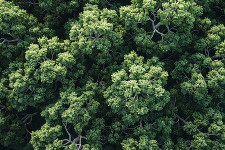 Aerial view of green deciduous trees. Nature background.