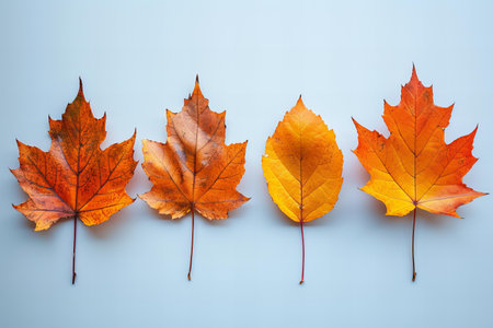 Autumn leaves on blue background. Flat lay, top view.