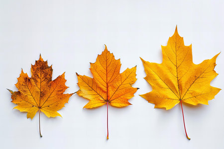 Autumn maple leaves isolated on white background. Flat lay, top view