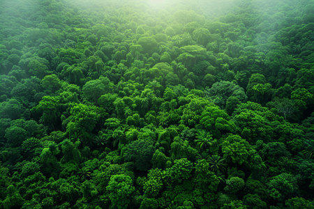 Aerial view of green tropical forest. Nature and environment concept.