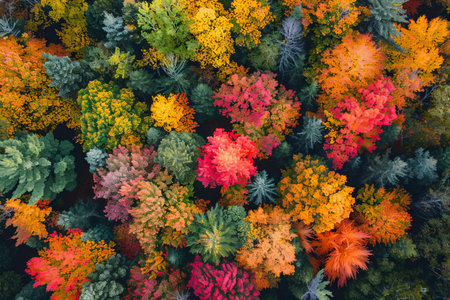 Top view of colorful autumnal forest. Top view of autumn forest.