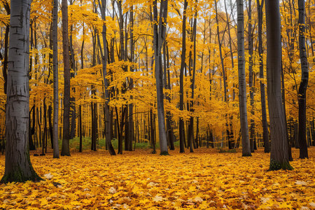 Autumn forest with yellow leaves. Beautiful nature scene with autumn trees.の写真素材