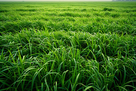 Green field in the morning.
