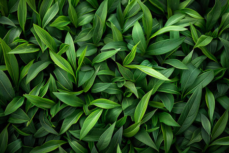 Green leaves background. Top view of green leaves texture. Natural background.の写真素材