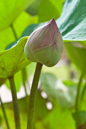 Lotus flower plantsの写真素材
