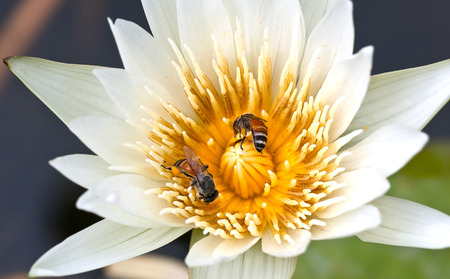 Lotus flower with twin beesの写真素材