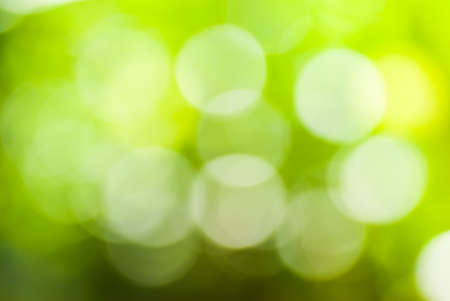 Green leaf with white bokeh abstract for bacground useの写真素材