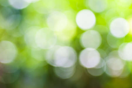 Green leaf with white bokeh abstract for bacground useの写真素材