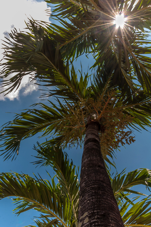 Betel palm with the sun shiningの写真素材