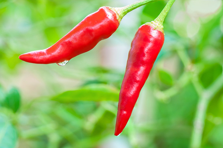 Red chilli with water drop after rain over blur green leafの写真素材