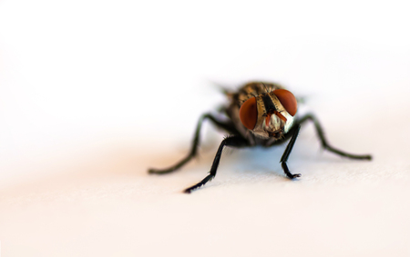 Close up fly focus on head part over white backgroundの写真素材