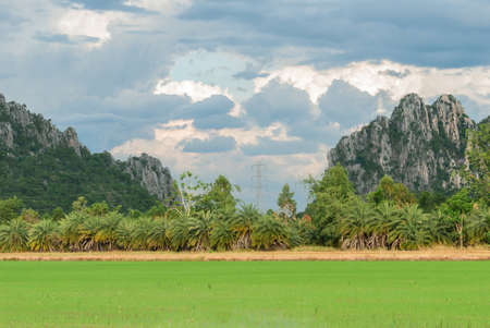 Rice filed with mountains and blue sky landscape in Nakhonsawan province, Thailand