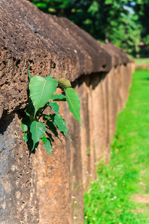 Ancient granite stone wall with bo leaf, at Wat Phra Si Ratana Mahathat, The Si Satchanalai Historical Park,  in Si Satchanalai district, Sukhothai Province, Northern Thailandの写真素材