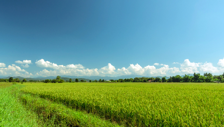 Green paddy filed and blue sky landscape in Thailandの写真素材