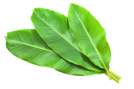 Banana leaves isolated over whiteの写真素材