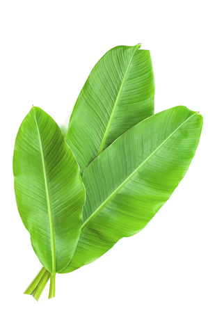 Banana leaves isolated over whiteの写真素材